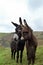 Female and baby donkey