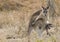 Female and baby Eastern grey kangaroos in the wild