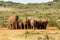 The Female and Baby Elephants gathering