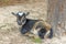 Female baby goat sitting near tree facing camera