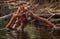 Female and baby orangutan drinking water from the river in the jungle. Indonesia. The island of Kalimantan (Borneo).