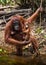 Female and baby orangutan drinking water from the river in the jungle. Indonesia. The island of Kalimantan (Borneo).