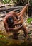 Female and baby orangutan drinking water from the river in the jungle. Indonesia. The island of Kalimantan (Borneo).