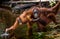 Female and baby orangutan drinking water from the river in the jungle. Indonesia. The island of Kalimantan (Borneo).