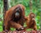 Female and baby orangutan eating fruit. Indonesia. The island of Kalimantan (Borneo).