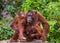 Female and baby orangutan eating fruit. Indonesia. The island of Kalimantan Borneo.