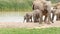 Female and baby at Waterhole