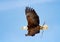 Female Bald Eagle carrying a stick