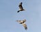 Female Bald Eagle chasing a Juvenile