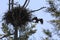 Female Bald Eagle flying away from the nest