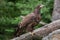 Female bald eagle Haliaeetus leucocephalus.