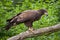 Female bald eagle Haliaeetus leucocephalus.