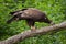 Female bald eagle Haliaeetus leucocephalus.