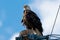 Female Bald Eagle near Longmont, Colorado