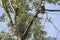 Female Bald Eagle Nesting