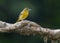 Female Baltimore Oriole, Costa Rica