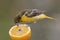 Female Baltimore Oriole Feeding on an Orange