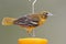 Female Baltimore Oriole feeding on an orange