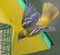 Female Baltimore oriole in flight diving from birdhouse