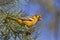 Female Baltimore Oriole, Icterus galbula, in pine tree