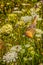 Female Baltimore Oriole in Wild Flowers