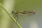 Female Banded demoiselle (Calopteryx splendens)