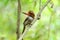 Female banded kingfisher