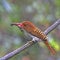 Female Banded Kingfisher