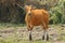 A female Banteng stepping out of the wood