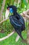 Female Bar-pouched Wreathed Hornbill