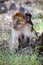 Female Barbary Ape, Macaca sylvanus, with a young, Morocco