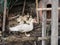 Female Barbary duck protect small duckling in local farm