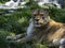 female Barbary Lion, Panthera leo leo, lies on a green lawn and observes the surroundings