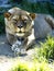 female Barbary Lion, Panthera leo leo, lies on a green lawn and observes the surroundings