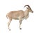 Female Barbary sheep (Ammotragus lervia)