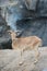 Female Barbary sheep (Ammotragus lervia)