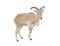 Female Barbary sheep (Ammotragus lervia)