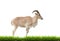 Female Barbary sheep with green grass isolated