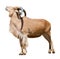 Female barbary sheep. Isolated over white