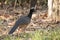 Female Bare-faced Currassow