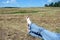 Female bare feet with red nails against summer landscape