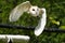 Female Barn Owl