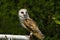 Female barn owl