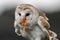 A female Barn Owl eats a chicken foot