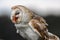 A female Barn Owl eats a chicken foot