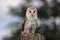 A female Barn Owl perched on a tree stump