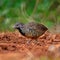 Female Barred Buttonquail