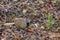 Female Barred Buttonquail Turnix suscitator, standing on the ground