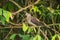 Female Barred Cuckoo Dove