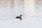 Female Barrow`s goldeneye swim in a lake